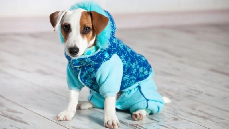 Molde de Roupa de Frio para Cachorro: 7 Peças Fáceis de Costurar