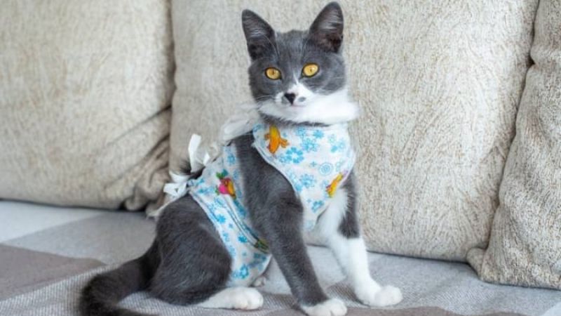 Como Fazer Roupa Cirúrgica para Gatos: 3 Moldes + Passo a Passo