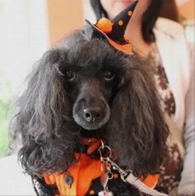 cachorro no halloween