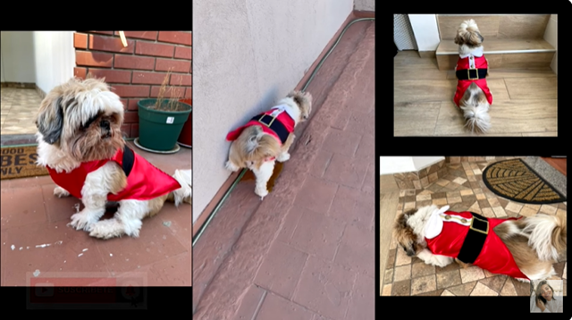 roupinha de natal para cachorro