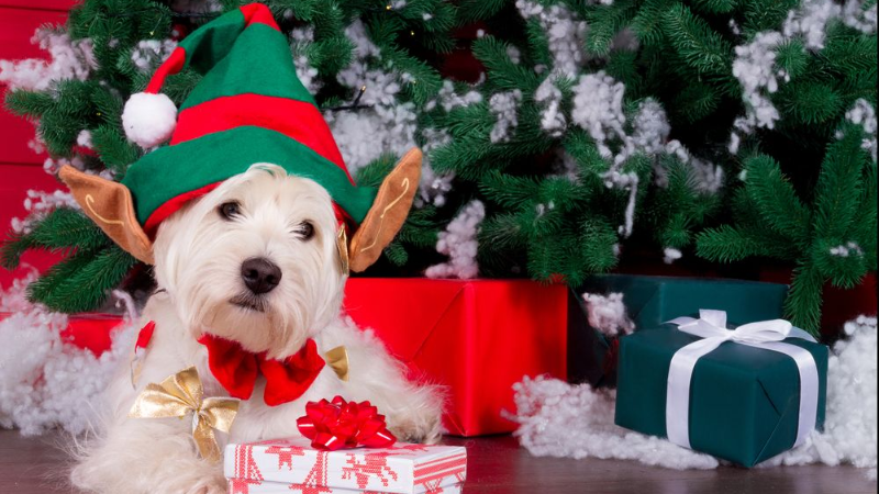 Roupa de Natal para Cachorro: Passo a Passo Completo