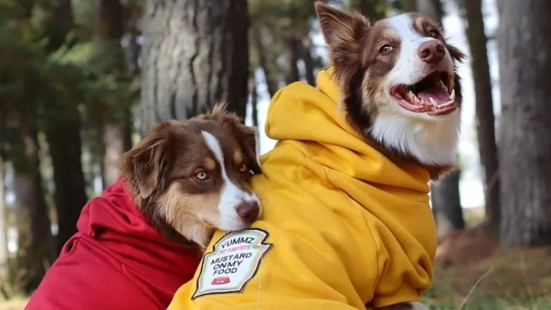 Molde de Roupinha de Cachorro com Capuz: 6 Modelos para Imprimir Grátis